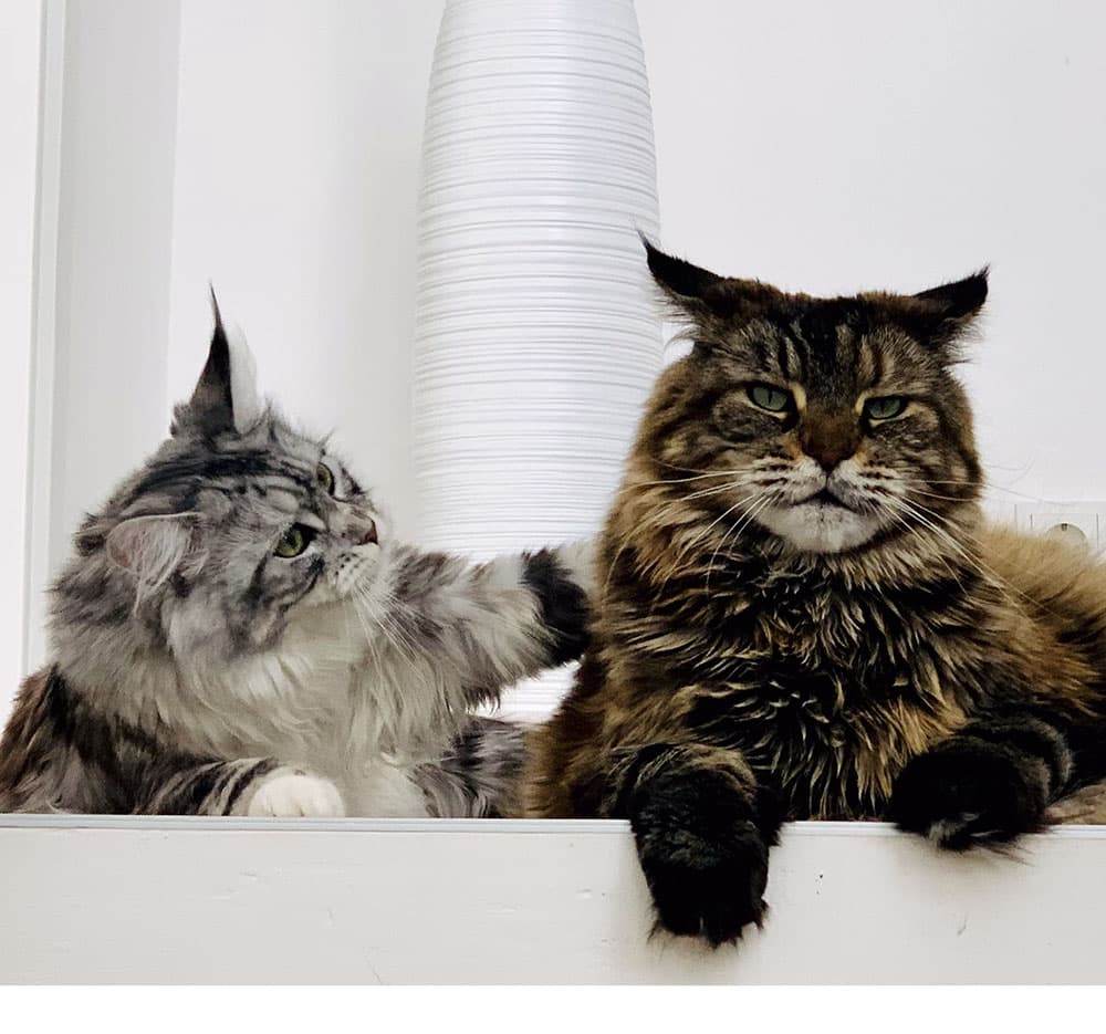 Leo & Khaleesi